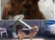 Rick, el sobreviviente: La historia del perro callejero que quiere llegar desde Coronel a Rusia