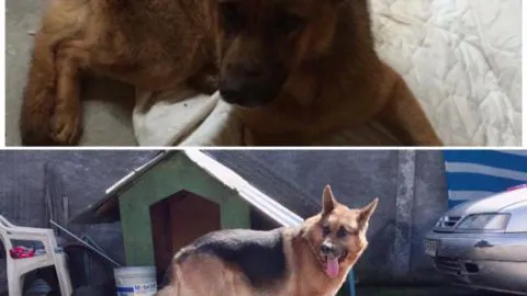 Rick, el sobreviviente: La historia del perro callejero que quiere llegar desde Coronel a Rusia