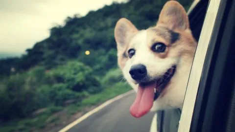 ¡Conocida app permite llevar a tu mascota a donde tu vayas!