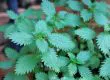 La Ortiga, una planta indispensable