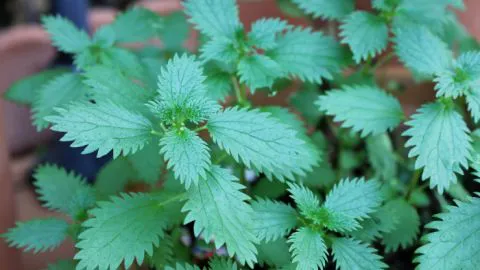 La Ortiga, una planta indispensable