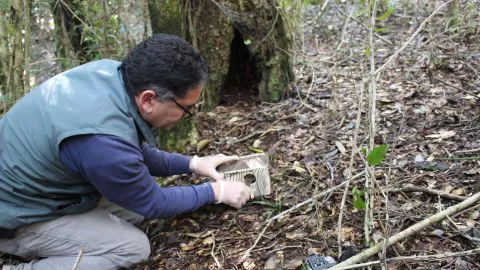 Liberaron a dos monitos del monte encontrados en la comuna de Tomé
