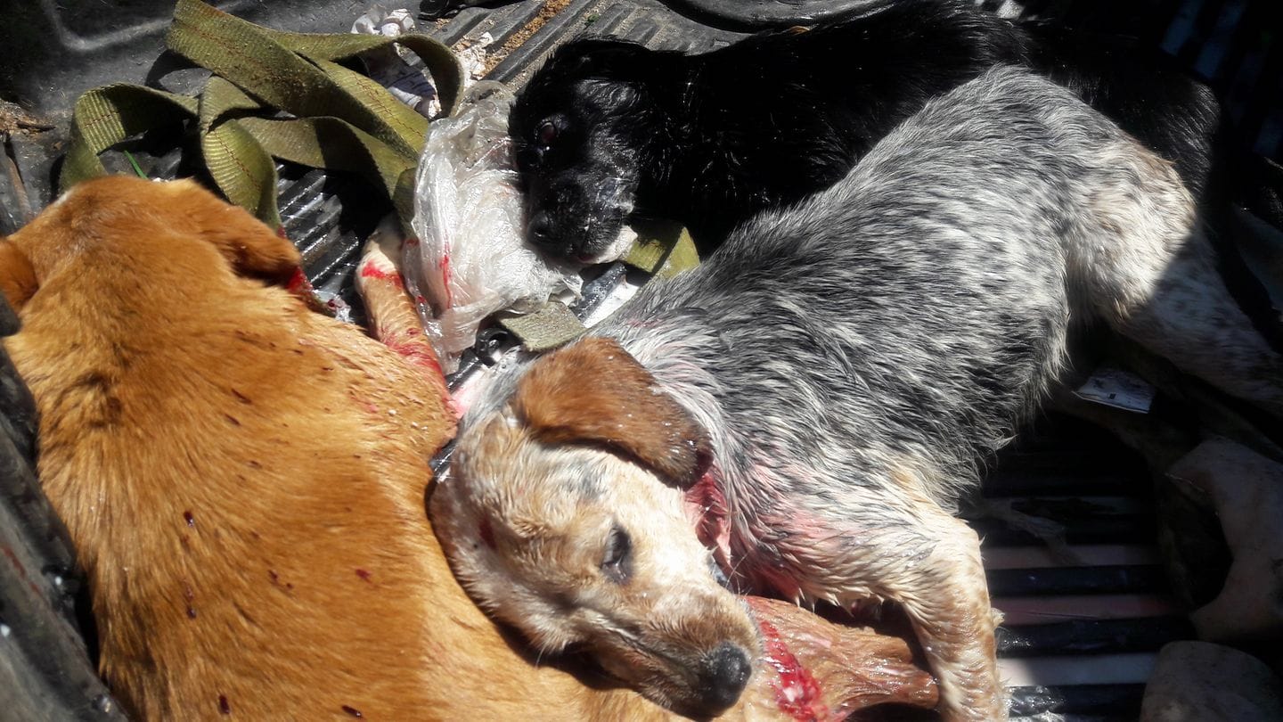 Investigan matanza masiva de perros en Concepción