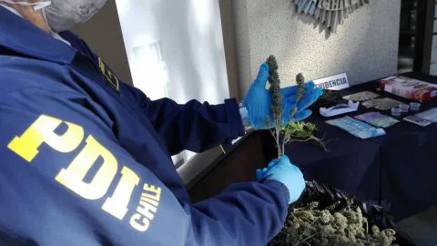 Cae traficante que vendía marihuana de tipo “Moby Dick” en Chillán