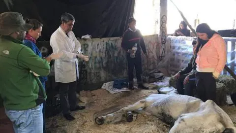 Un lamentable final tuvo el caballo desnutrido encontrado en fábrica de Tomé