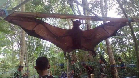 Capturan murciélago gigante en Filipinas
