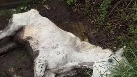 Impactante caso de maltrato animal: caballo fue encontrado abandonado y desnutrido en Tomé
