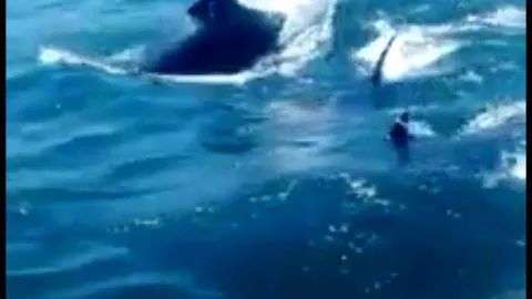 Orcas llegan a la bahía de Concepción