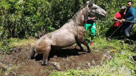 Dramático rescate en Candelaria: yegua cayó a un pozo del sector