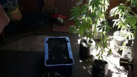 Detienen a mujer que le ponía música a cultivo ilegal de marihuana en Talcahuano