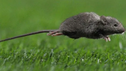 ¡Cuidado con el virus hanta! 6 personas murieron este año en el Biobío por la enfermedad