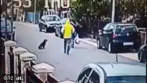 Perrito héroe salva a mujer de un asalto