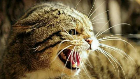 Insólito: Un gato callejero es el principal sospechoso de ‘intento de asesinato’ en Japón
