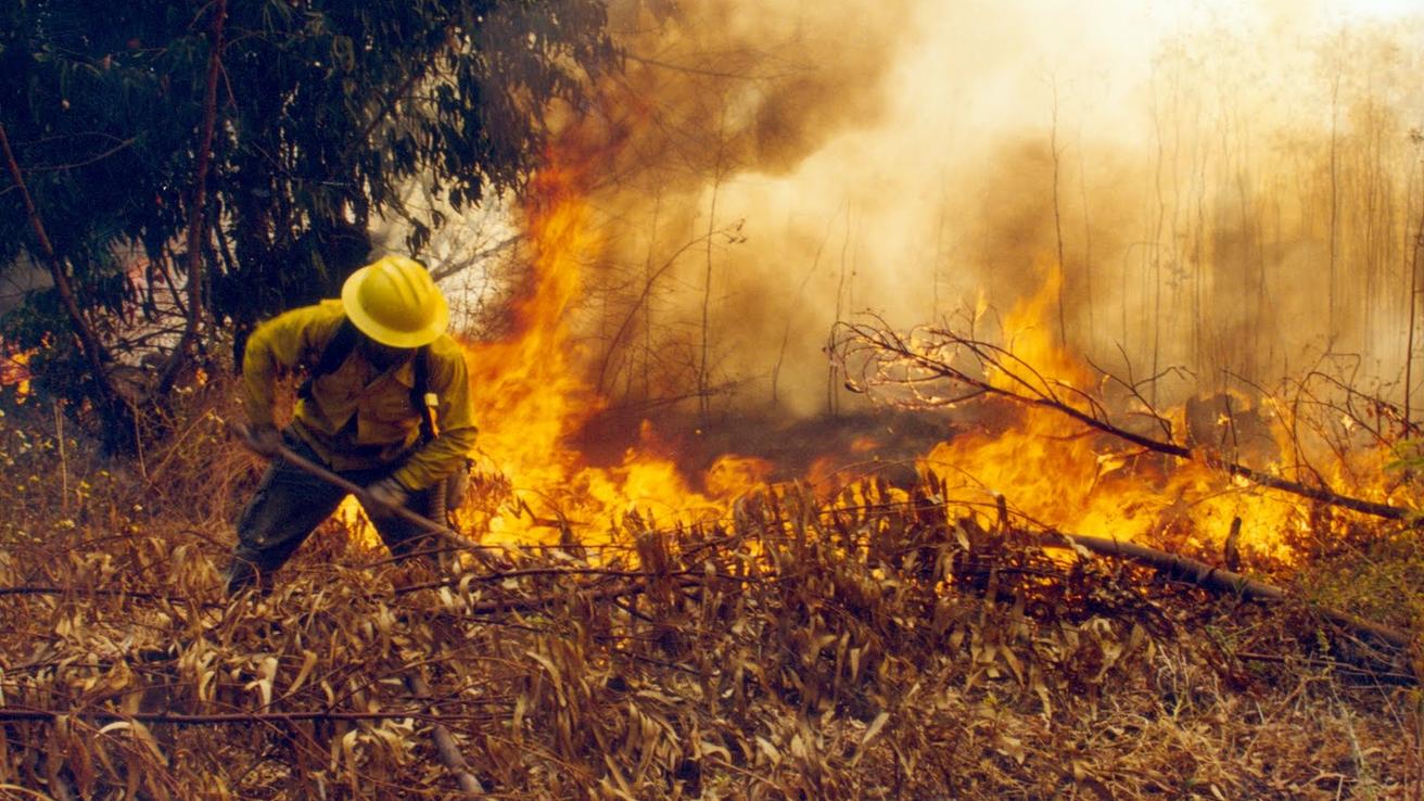 Altas temperaturas y condiciones favorables para incendios forestales preocupan en el Biobío