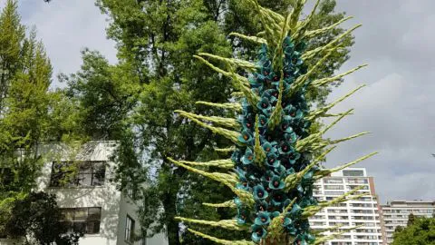 Nos vemos en 5 años: adiós Puya alpestris