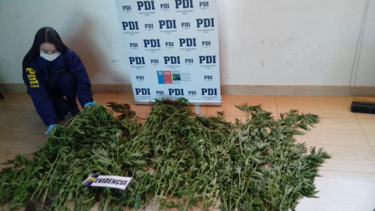 Sujetos fueron detenidos por tener 111 plantas de marihuana dentro de una casa