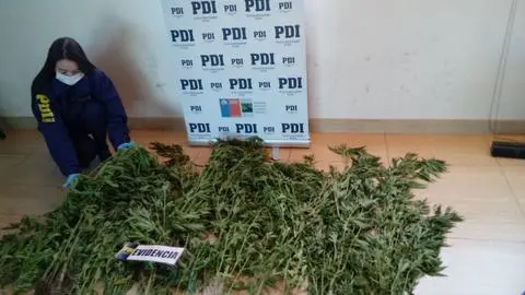 Sujetos fueron detenidos por tener 111 plantas de marihuana dentro de una casa