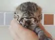 [Sudáfrica] Gatita con dos caras sorprende al mundo