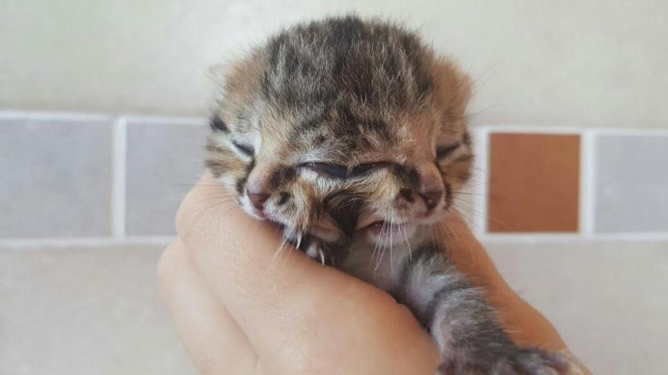 [Sudáfrica] Gatita con dos caras sorprende al mundo