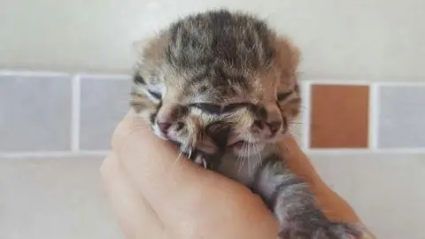 [Sudáfrica] Gatita con dos caras sorprende al mundo