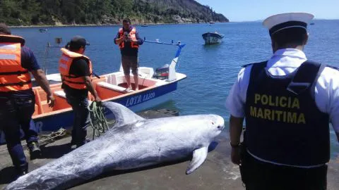 Sernapesca explicó principal hipótesis que generó la varazón de delfines en Llico