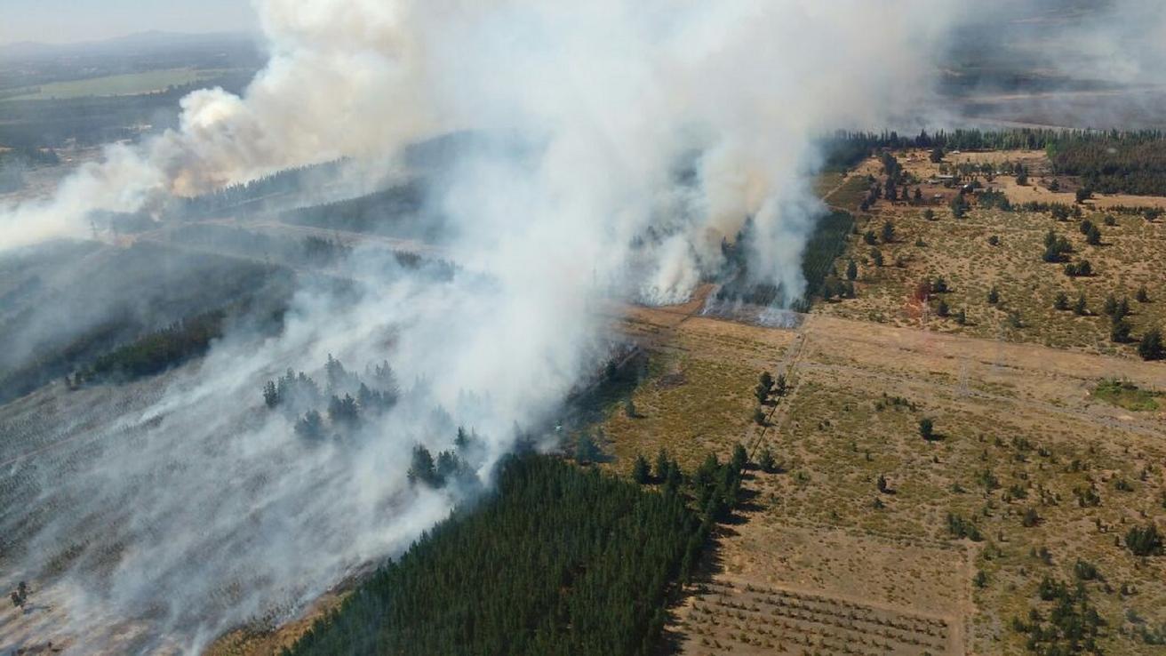 Controlado se encuentra incendio forestal que afecta a dos sectores de Cabrero