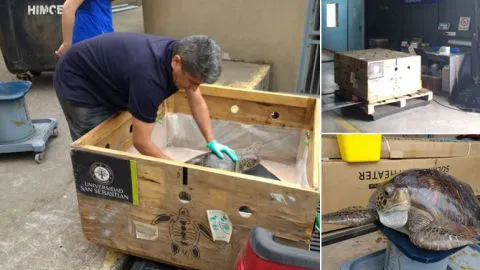 Tortuga en peligro de extinción se fue “embalada” desde Concepción para liberarla en el norte
