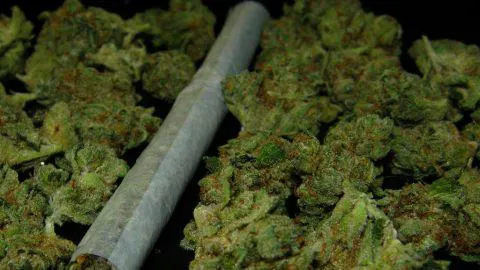 Decomisan marihuana krippy en San Carlos: Una persona fue detenida