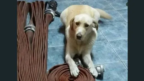 Querido perrito de Bomberos de Concepción se encuentra desaparecido