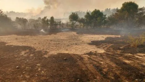 Gran incendio forestal de Quilmo obliga a decretar alerta amarilla en la provincia de Ñuble
