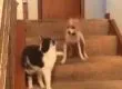 Sin querer gato apretó el turbo de este perro