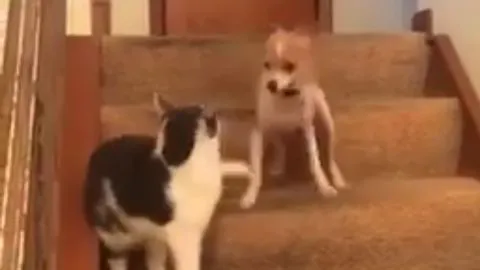 Sin querer gato apretó el turbo de este perro