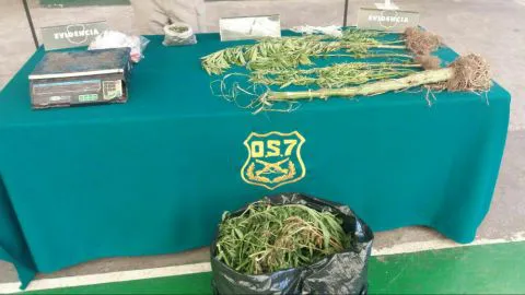 50 mil dosis de marihuana fueron sacadas de circulación por el OS7 de Carabineros