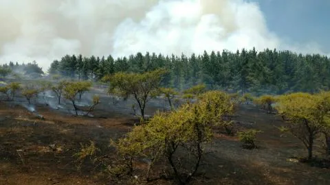 Múltiples incendios forestales en el Biobío movilizan a la mayoría de los recursos de Conaf y Bomberos