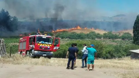Incendios Forestales afectan a la región del Biobío en una jornada de altas temperaturas