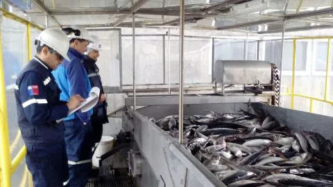 Anuncian el cierre de la primera temporada de captura artesanal del jurel en la Región del Biobío