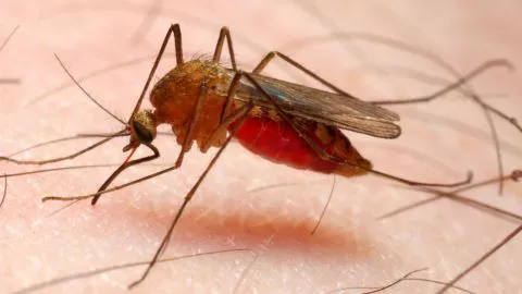 Confirman caso de malaria importada en Los Ángeles