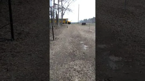 Gallo corre para recibir a su dueña y se vuelve viral