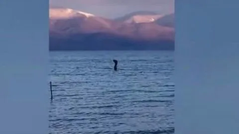Graban a criatura ‘igualita’ al “Monstruo del Lago Ness” en Grecia