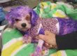 Salvan de la muerte a perrita después de que su dueño la tinturara