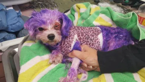 Salvan de la muerte a perrita después de que su dueño la tinturara