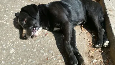 Denuncian envenenamiento masivo de mascotas en la Agüita de la Perdiz
