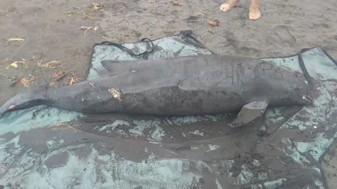 Encuentran especie marina muerta en playa de Caleta Lenga