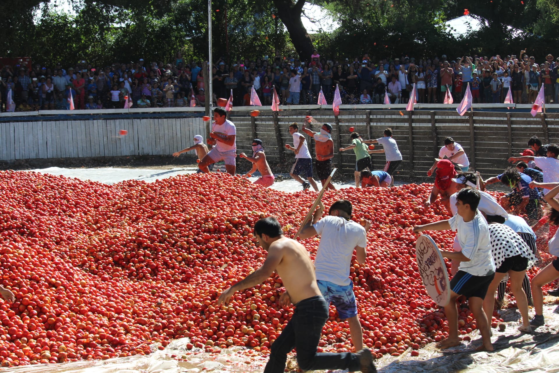 Se viene una nueva guerra del tomate en Quillón