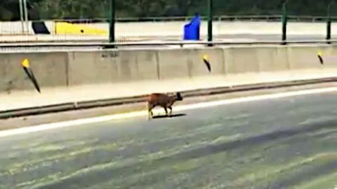 [VIDEO] Captan a pudú en medio de la Ruta 160