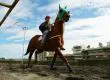SAG confirma cuadro febril en caballos del Club Hípico de Concepción y descarta fiebre equina
