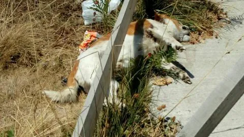 Grave denuncia de vecinos: acusan que hasta animales botan en vertedero ilegal en San Pedro de la Paz