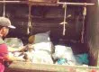 Cruel caso de maltrato animal: perrito fue amarrado y envuelto en la basura en Tucapel