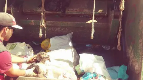 Cruel caso de maltrato animal: perrito fue amarrado y envuelto en la basura en Tucapel