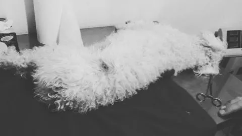 Encuentran muerto de un balazo a querido perro poodle en el comedor de una casa en San Pedro